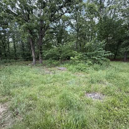 Wooded lot before cleanup
